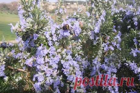 Как вырастить розмарин: советы и секреты для вашего дома и саду – Agro-Info