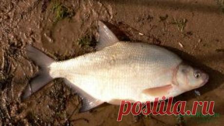 Ловля леща летом