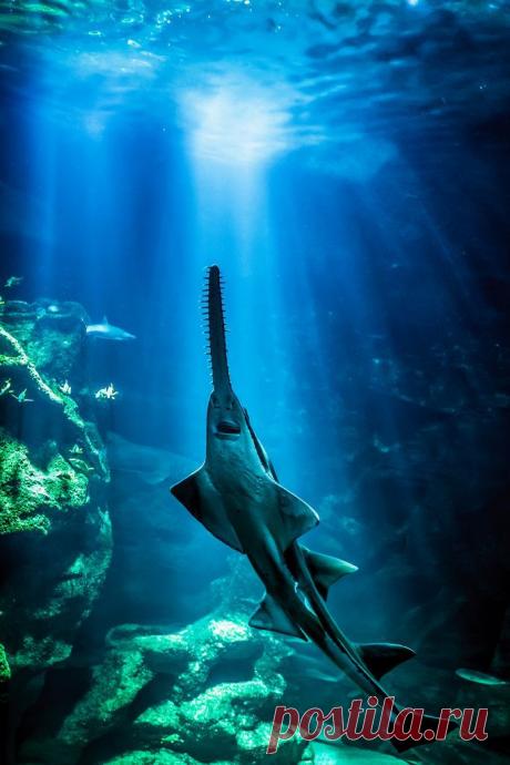 Sawfish | Into The Deep