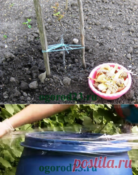 Картофельные очистки как удобрение, для каких растений