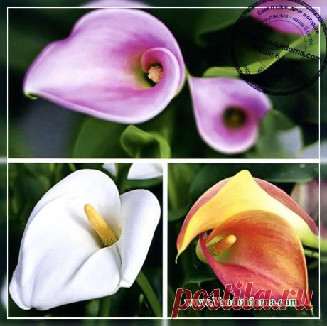 Цветы каллы - посадка и уход, размножение и хранение кал (Часть 2) | Сайт о саде, даче и комнатных растениях.