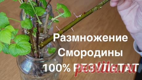 СМОРОДИНА. Как размножить смородину черенками дома! 100% результат
