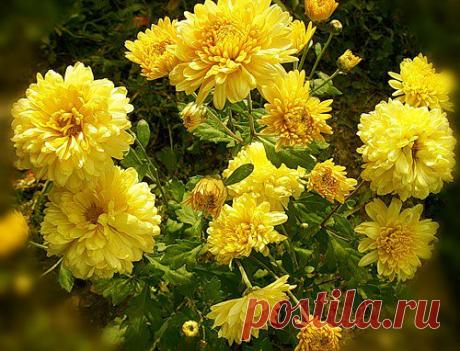 Тараторка — «с наступающим всех Новым годом!» на Яндекс.Фотках