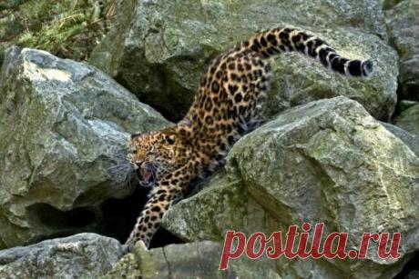 Редчайшие животные на планете