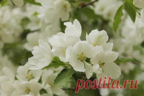 Яблони цветут...