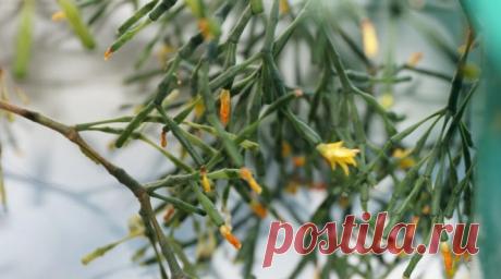 Хатиора (41 фото): уход за комнатным цветком в домашних условиях, цветение и размножение кактуса «танцующих костей» черенками, виды хатиора солеросовая и гермина