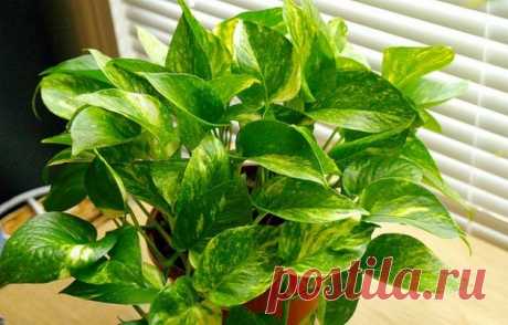 10 домашних цветов мужегонов и как они выглядят - Сциндапсус