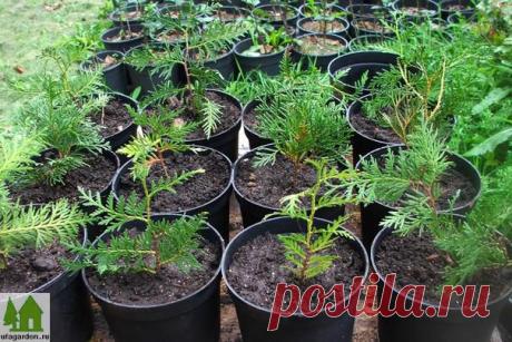 Как размножить тую |