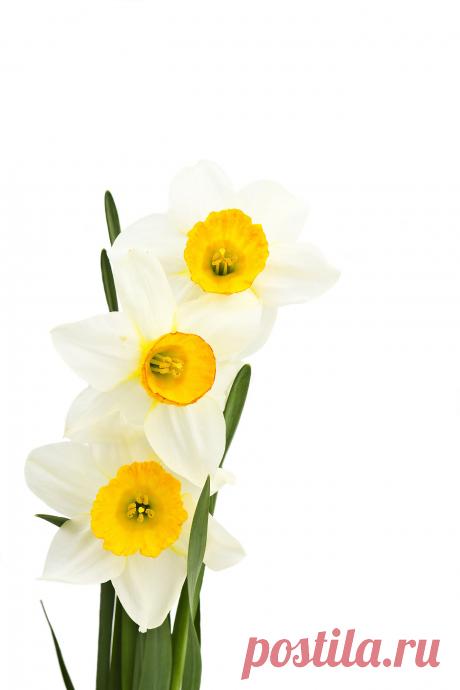 Narcissus 41116_ 花 F _Flower class_ Gallery Wallpaper_68Design