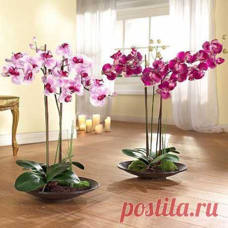 ОРХИДЕЯ ФАЛЕНОПСИС: КАК УХАЖИВАТЬ КРУГЛЫЙ ГОД?