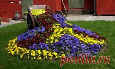 Какие низкорослые многолетники посадить, чтобы цвели все лето | Дача - впрок