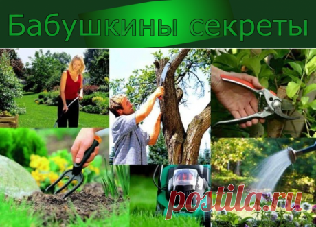 Весенние мероприятия по защите сада от вредителей. Какие еще мероприятия по защите сада от вредителей нужно провести ранней весной?
Вредители просыпаются рано, и первым из них это делает яблонный цветоед, который становится активным уже во время набухания почек.
Данный вредитель, как и многие другие, не летает, а заползает на крону по штамбу с грунта. Поэтому в апреле наступает время накладывания ловчих поясов. Оптимальный вариант – клеевые ловушки.