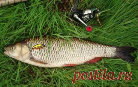 Ловля голавля / Богатая добыча