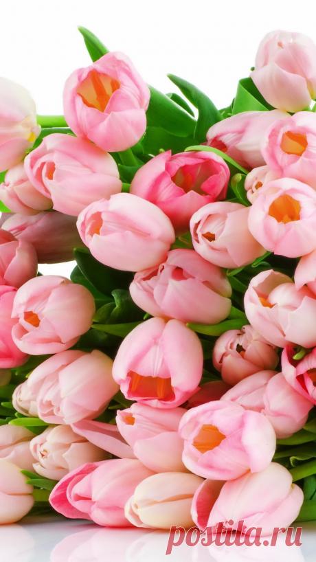 Букет из розовых тюльпанов