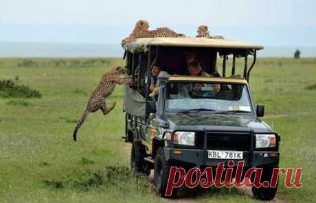Тот самый момент, когда к вам в джип запрыгнул гепард Ирландскому туристу Микки МакКалдину во время сафари в заповеднике Масаи Мара в Кении несказанно «повезло» — он встретился лицом к лицу с диким гепардом...