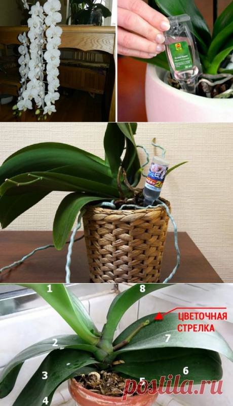 Чем удобрять орхидею