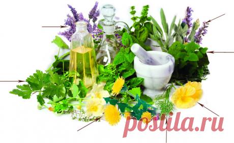 Пряные травы