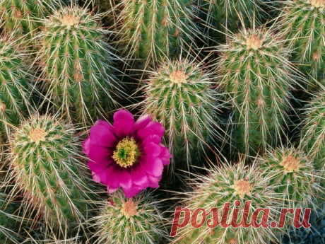 НАСТОЙКА ИЗ КАКТУСА ОТ РЕВМАТИЗМА – Мир Красоты и Хорошего Настроения!, пользователь Любовь Платко | Группы Мой Мир