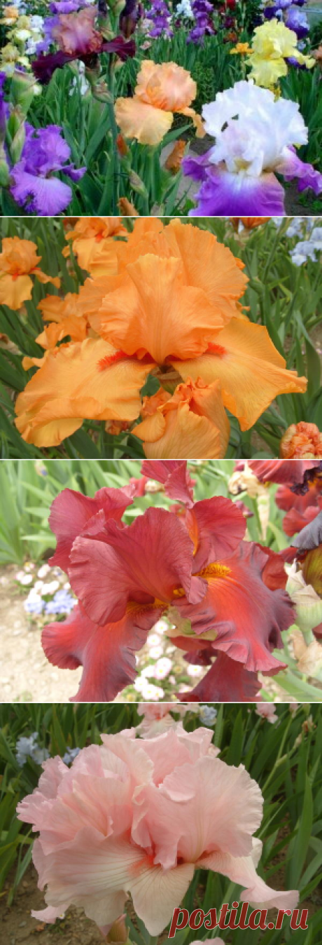 Петушки, петушки... Красота то какая!!!