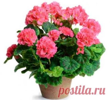 Комнатная герань