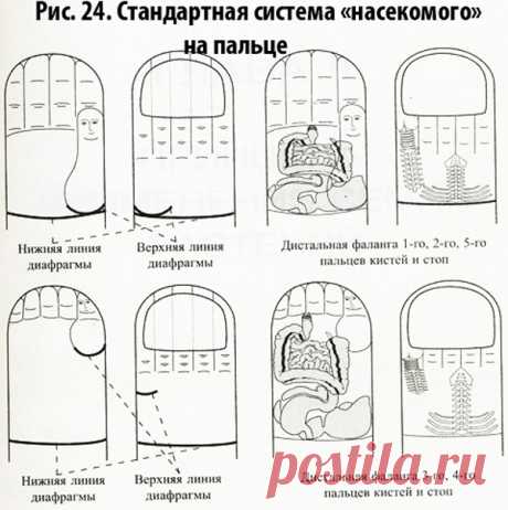 😉: СУ ДЖОК СЕМЯНОТЕРАПИЯ * МИНИ-СИСТЕМЫ СООТВЕТСТВИЯ ТЕЛУ