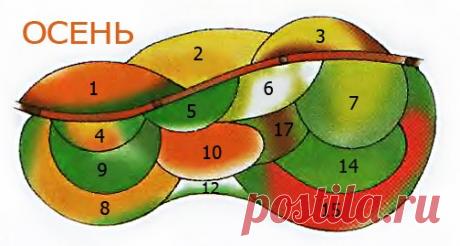 Две клумбы непрерывного цветения — 6 соток
