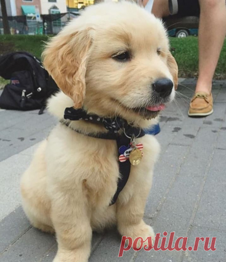 Осторожно: эти животные опасны и вызывают приступ безудержного умиления