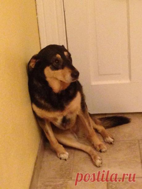 Домашние питомцы, которые не любят посещать ветеринара