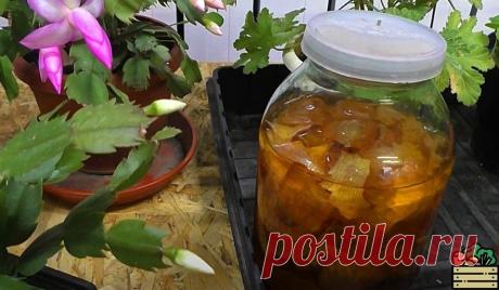 Самая полная инструкция по уходу за декабристом. Он теперь у всех будет цвести ежегодно Подробная схема ухода и подкормок, после которой декабрист будет пышно цвести.