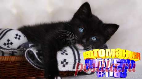 Любите смотреть смешные видео про кошек? Тогда мы уверены, Вам понравится наше видео 😍. Также на котомании Вас ждут: видео кот,видео кота,видео коте,видео котов,видео кошек,видео кошка,видео кошки,видео о котах, видео про, видео смешные, кот смешное видео, кото приколы, кошка видео приколы, о котах, приколы от кошек, про кошек смешных, про кошку смешное видео, смешное котики, смешные видео про кошек, смешные котики