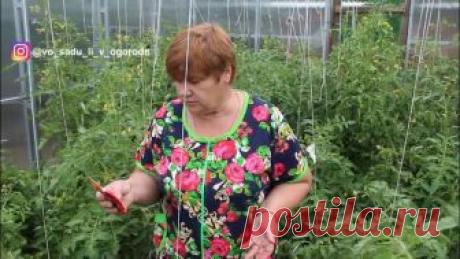 После Этой Подкормки Томаты Просто Усыпаны Плодами!