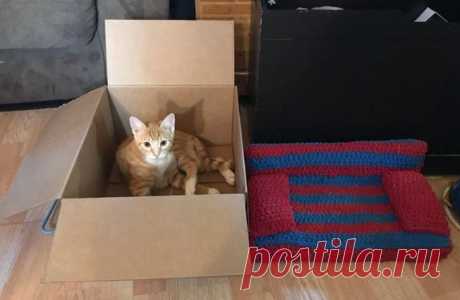 20 находчивых котиков, которые прекрасно устроятся и без лежанки