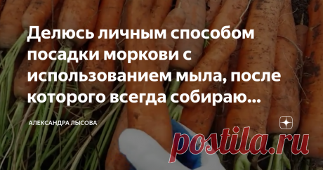 Делюсь личным способом посадки моркови с использованием мыла, после которого всегда собираю большой урожай Здравствуйте дорогие дачники и огородники!
В студенческом прошлом нас осенью посылали в совхозы для уборки урожая, причем чаще всего моркови. И какая же она была крупная, ровная, сочная!
Фото из личного архива автора
Когда у меня появился свой участок, мне, конечно, сразу же захотелось точно такую выращивать.