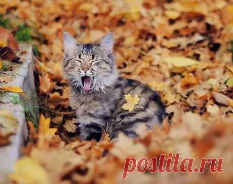 Прогулки по Санкт-Петербургу, ч.42. Котопитер