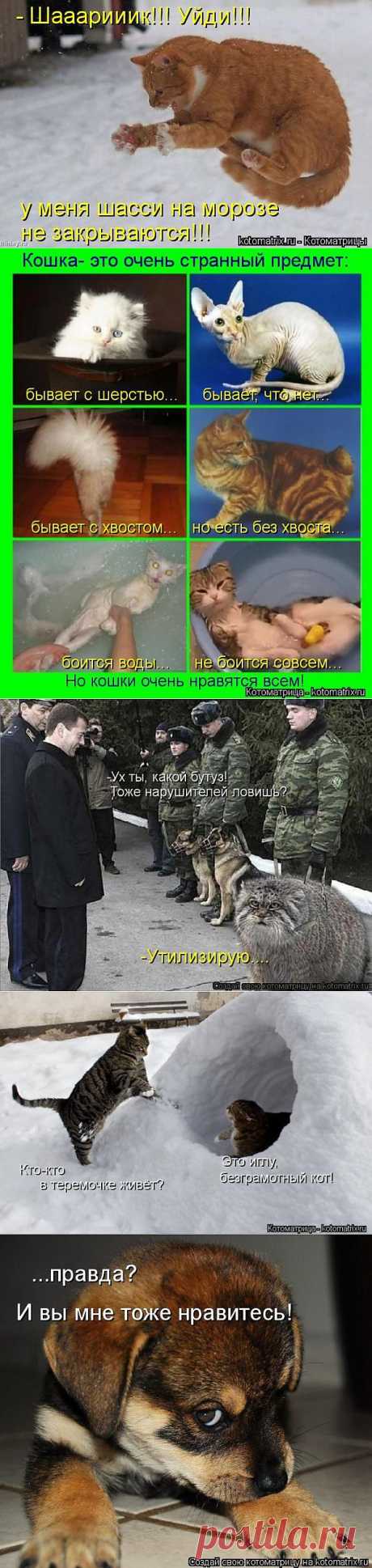 Без кота жизнь не та (32 фото) - ЛоЛс.ру - Позитивный такой смешарик! :-))