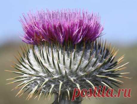 ЧРЕЗВЫЧАЙНО ПОЛЕЗЕН СПОРЫША СОК, ЗАГОТОВЬТЕ ЭТО СРЕДСТВО ВПРОК | Советы Народной Мудрости