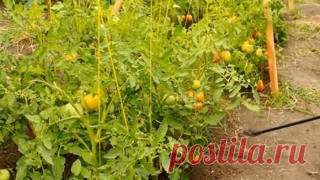 Одноклассники