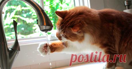 Importância da Hidratação em Gatos Sabemos que é muito importante que fiquemos hidratados, mas você sabia que nossos gatinhos também precisam ficar muito bem hidratados? Leia mais!