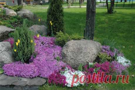 Ясколка: роскошный цветок для рокария