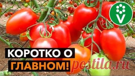 ТОМАТЫ ОТ А ДО Я: выбор сорта, посев, рассада, посадка