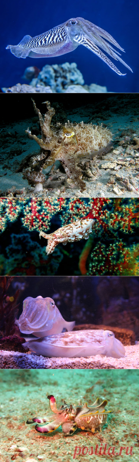 Мифы и невероятные факты о каракатицах