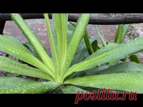 ФИАЛКИ ИЛИ ДЕКОРАТИВНО ЛИСТВЕННЫЕ?!