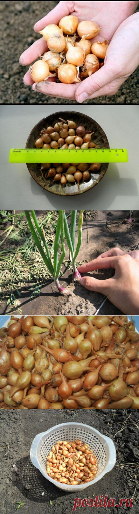 Почему лук мелкий?