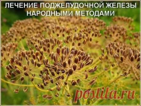 ЛЕЧЕНИЕ ПОДЖЕЛУДОЧНОЙ ЖЕЛЕЗЫ НАРОДНЫМИ МЕТОДАМИ
То, чего не расскажет ни один врач!
Поджелудочная железа — один из важных внутренних органов
человеческого тела, который отвечает за наше пищеварение. Сбой в работе поджелудочной чреват осложнениями и целым рядом заболеваний, таких как панкреатит или сахарный диабет. К счастью, есть прекрасные народные средства, которые помогают лечить этот орган не хуже лекарств. Если у тебя есть проблемы с этим важнейшим органом — наша статья для тебя!
Рецепт №