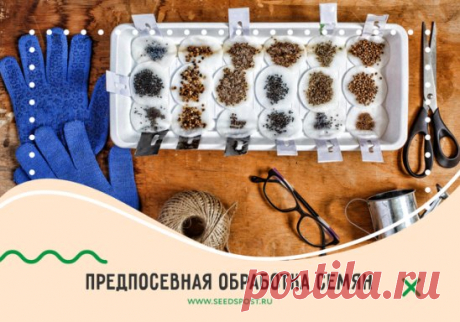 Чем обработать семена перед посевом?
Обрабатывать нужно лишь те семена, которые не обработаны производителем. Информация о этом всегда есть на упаковке.
Предпосевная обработка способна повысить всхожесть и устойчивость к болезням и вредителям.
В зависимости от цели обработки используют разные препараты.
Ускорить прорастание
Понадобятся стимуляторы роста. Например: «Циркон», «Эпин-Экстра», «Оберег». Они повышают иммунитет и устойчивость к неблагоприятным факторам.
Если у В...