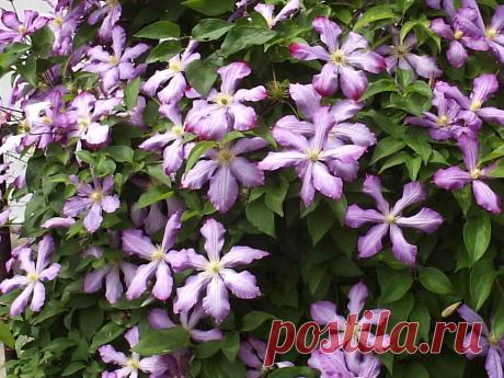 клематисы.