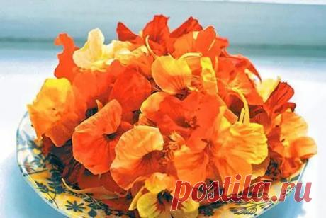 Настурция - лечебные свойства и противопоказания, применение в народной медицине + видео - Я ЗДОРОВ! - медиаплатформа МирТесен