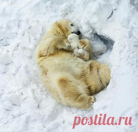 Самые милые моменты воспитания потомства Родительская любовь к своему потомству не знает мер и границ, и любовь такая свойственна не только людям, но так же нашим друзьям животным. На этих прекрасных милых фотографиях родителей, воспитывающи...