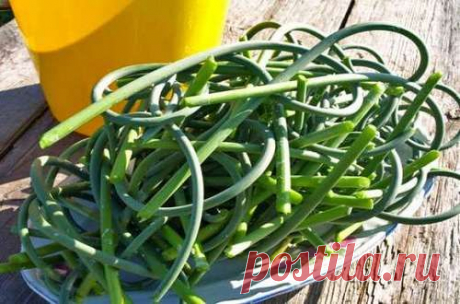 Чесночные стрелки на зиму