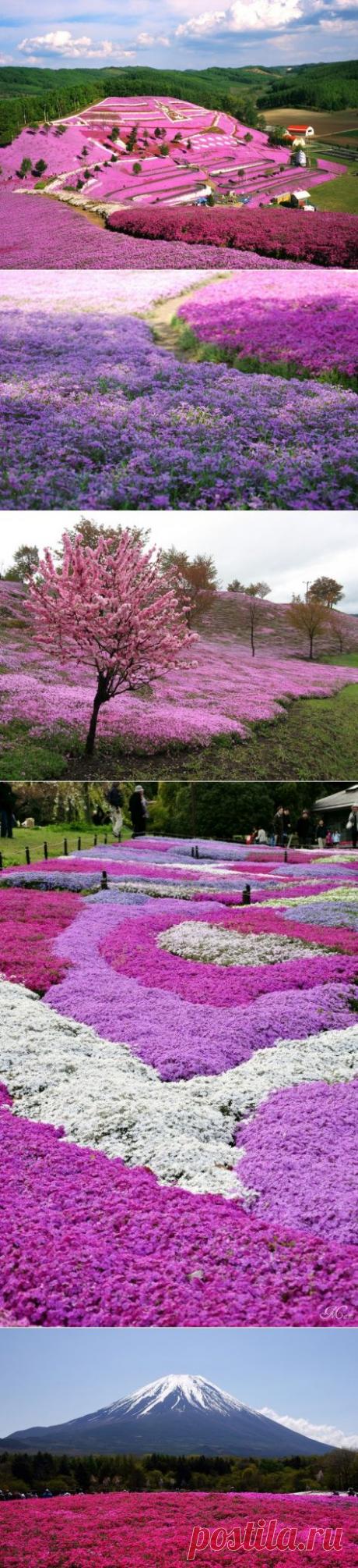 Буйства красок цветущей Shibazakura